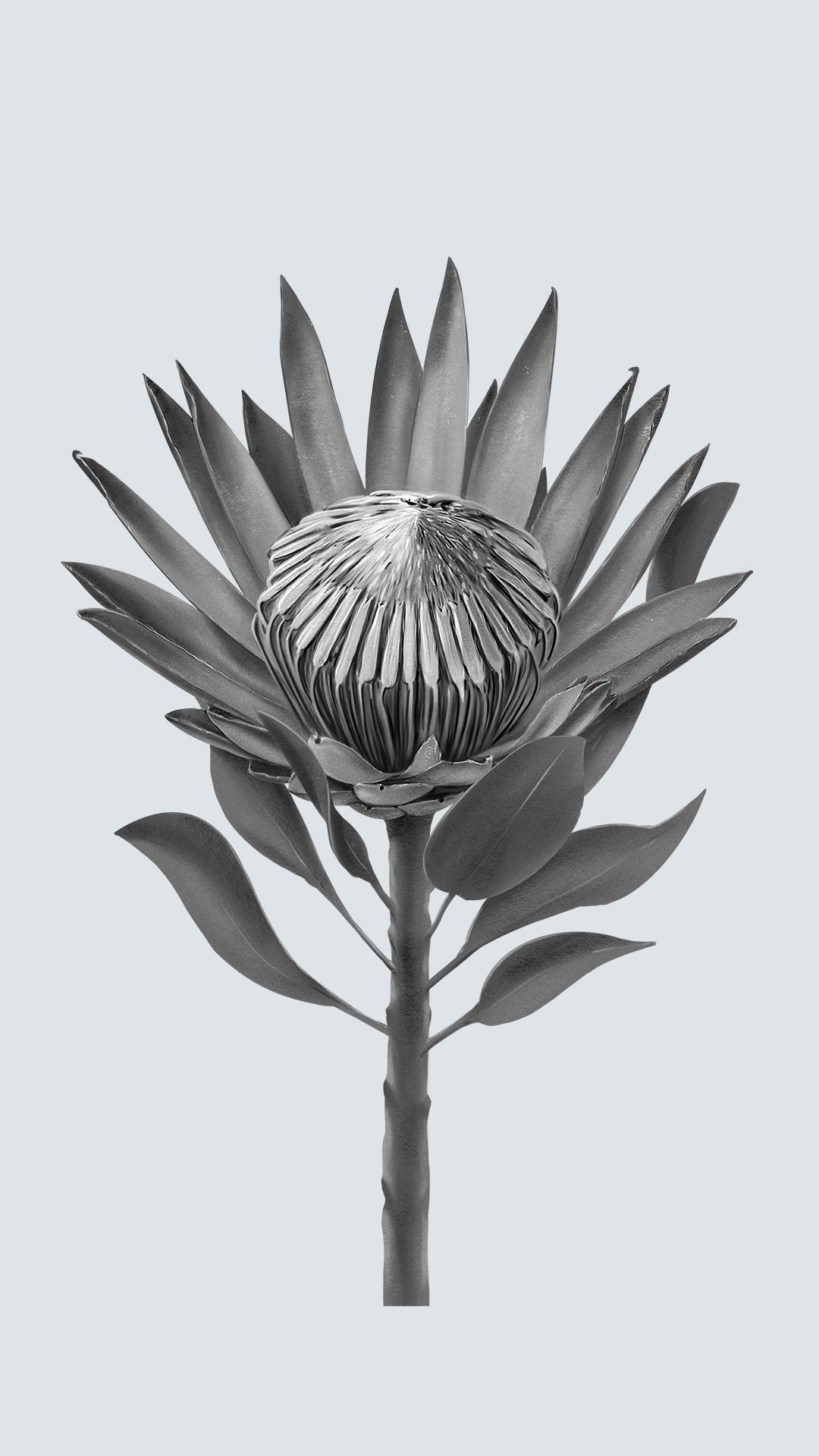 DavidOctane-floripedia-protea king_2
