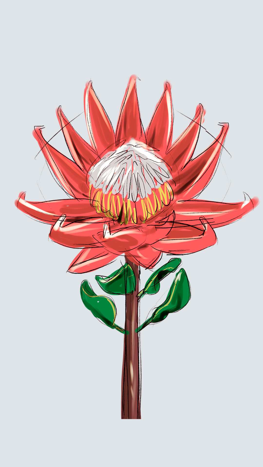 DavidOctane-floripedia-protea king_3