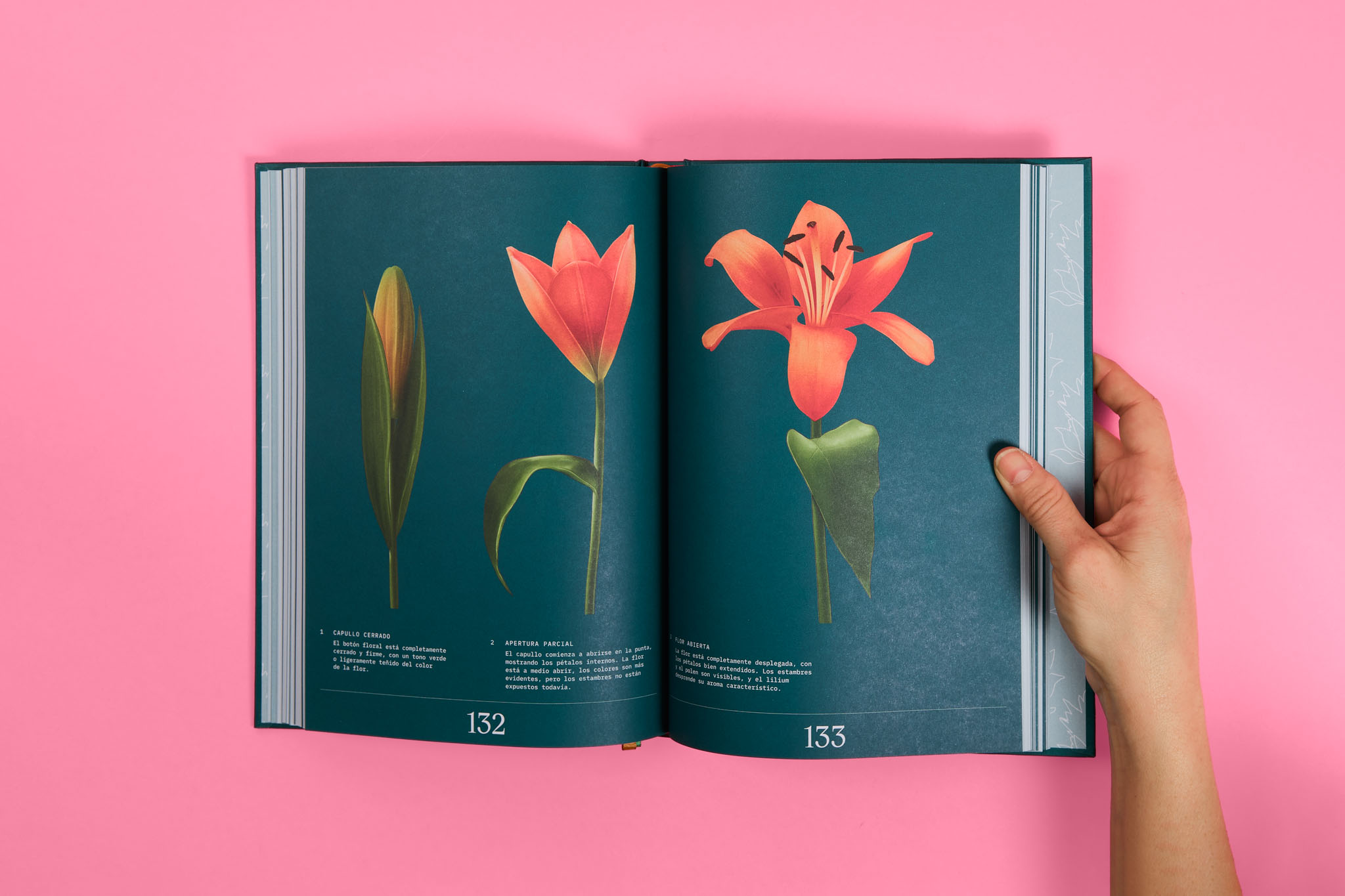 StudioEvaVesikansa_FLORIPEDIA_CassandraStuyt_DavidOctane_29