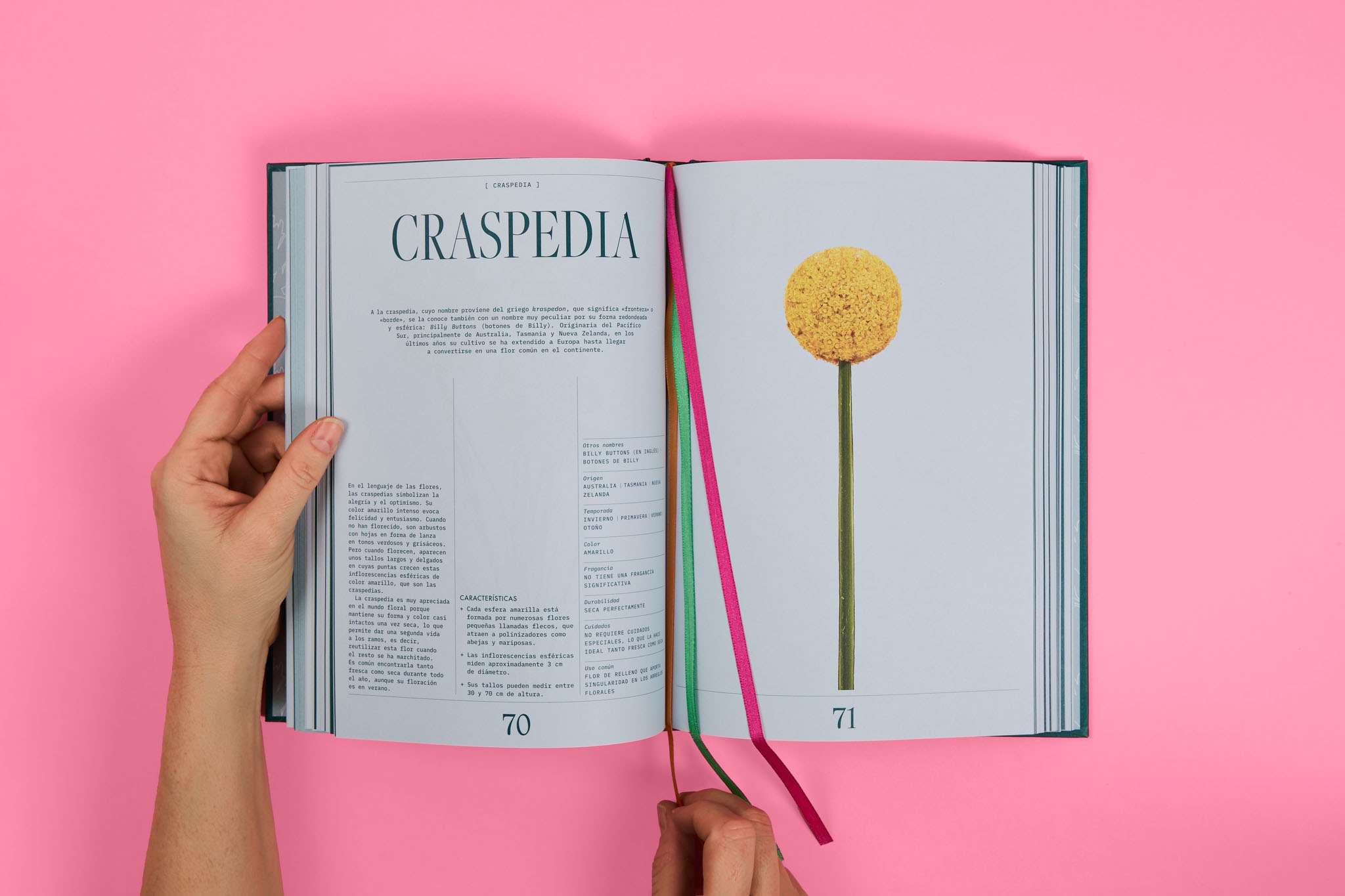 StudioEvaVesikansa_FLORIPEDIA_CassandraStuyt_DavidOctane_30