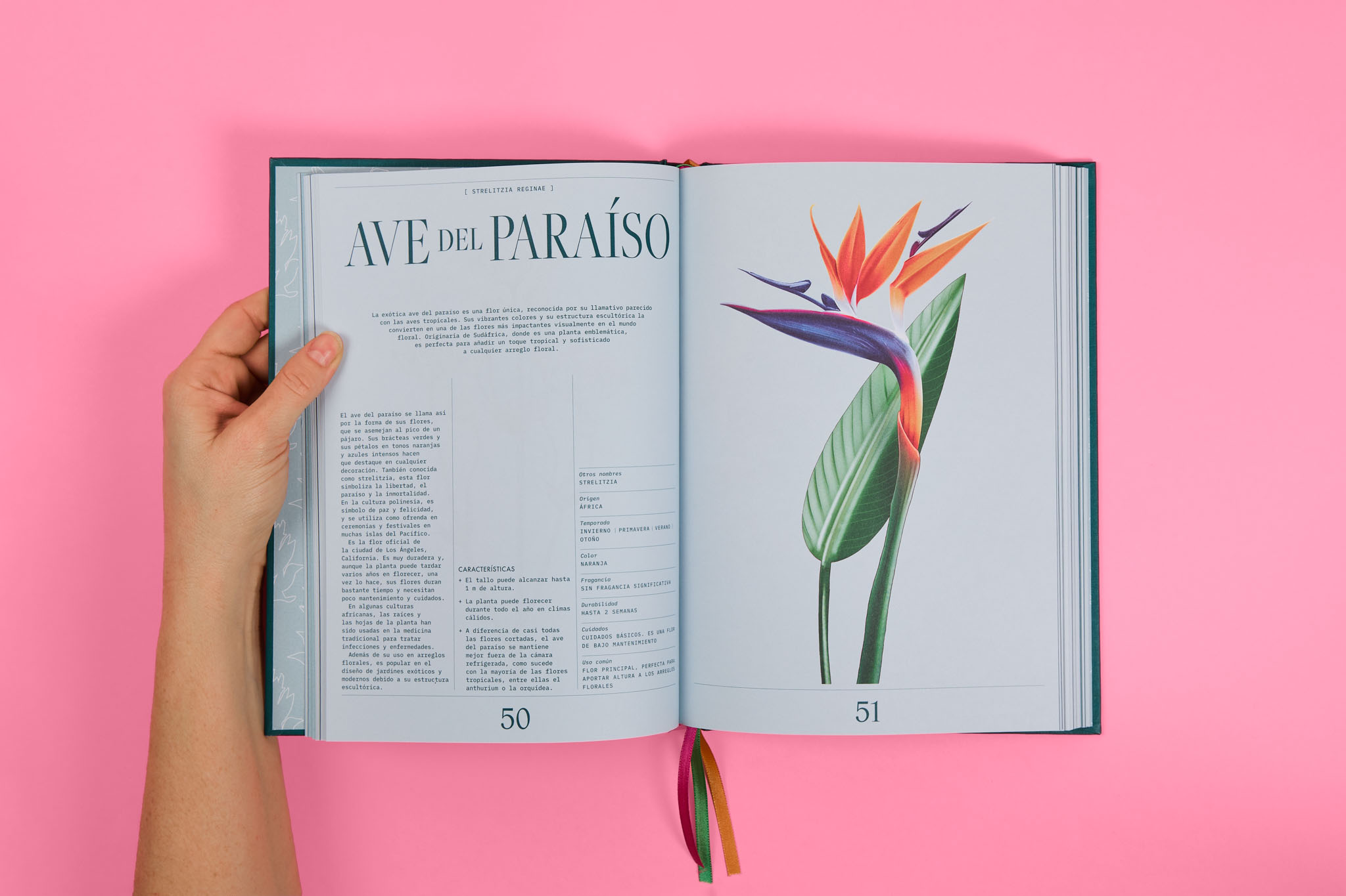 StudioEvaVesikansa_FLORIPEDIA_CassandraStuyt_DavidOctane_31