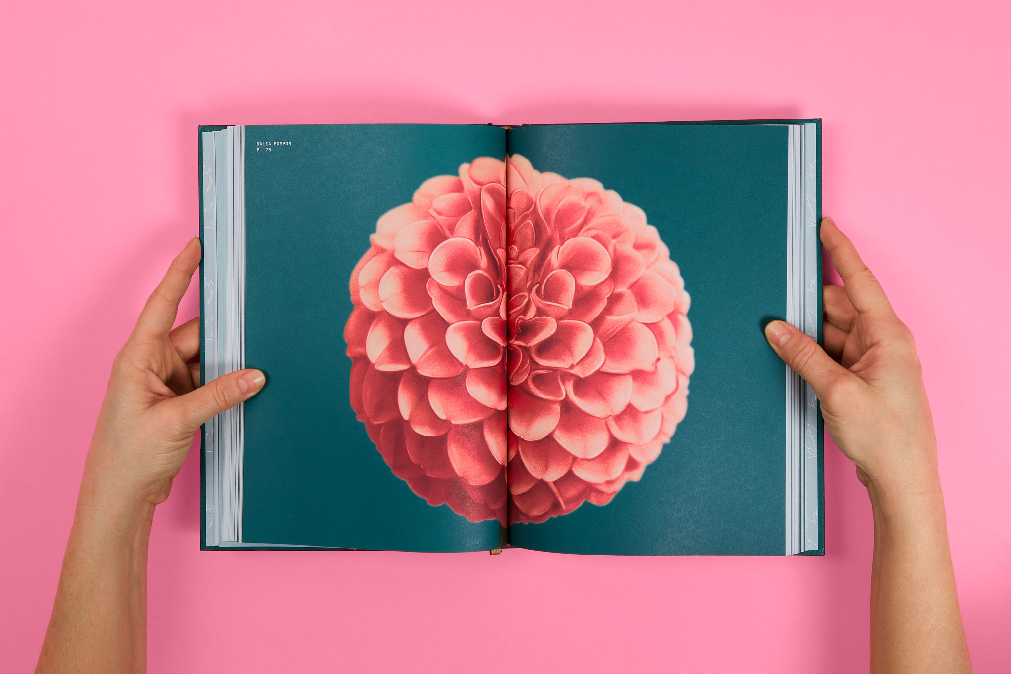 StudioEvaVesikansa_FLORIPEDIA_CassandraStuyt_DavidOctane_24_b
